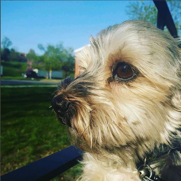 ChoppyGoblin's tweet photo. I love you so much Todoe.
You were my bubbie bear. 
My handsome mannns.
My lil nugget. 
My everything. 
Thank you for being in my life for so long and loving me every step of the way. 

Thank you. 
You can rest now. 
I love you. https://t.co/S8S8pLmXYo