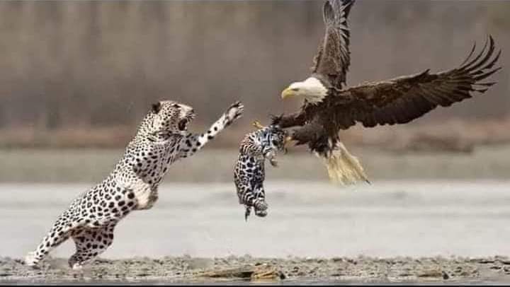 Faridakhankakar's tweet photo. جب زوال شروع ہوتا ہے تب سُلطان کی سلطنت سے نواب بھی اُٹھا لئے جاتے ہیں اِس لئے ظلم اور جُرم اُتنے ہی کرو جتنا تم سہہ سکو...!!
#ReleaseHanifPashteen https://t.co/XJxs0OuWWx