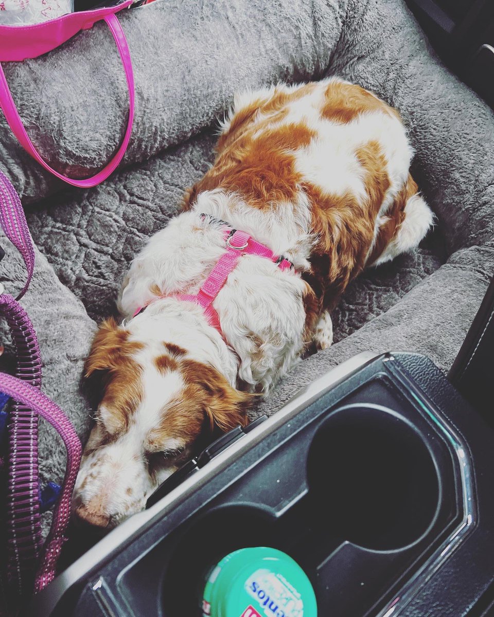 KaylaPrintz's tweet photo. You’re both my whole world, bring me all the happiness, laughs, and frustration, but in the end, you’re always the one I want to come home to, explore this world with, so babes let’s never stop 💓🤠♥️ #husbandandwife #pupper #live #myworld #mylove #explore #jeep LETS GOOOOOI! 🐶 https://t.co/2qesruGfyJ