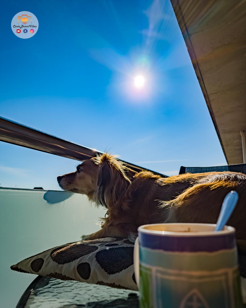 Friday morning in the sun. 🌞 I'm doing a little bit of work while Mimi is keeping an eye on the neighborhood. 😃 Not bad to start the day like this.

#sunshine #work #dog #costabrava #catalunya © #costabravavibes