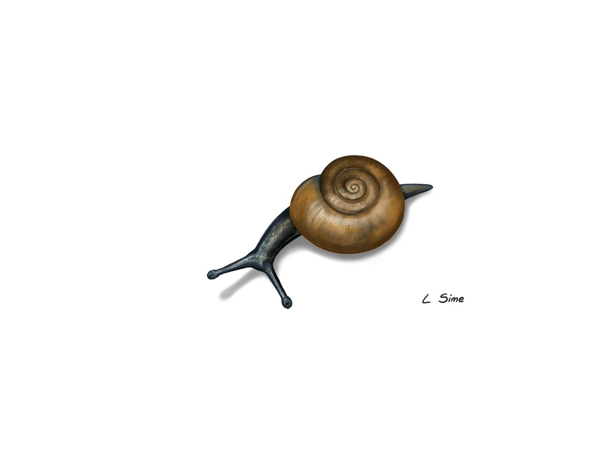 Drawing of a snail this world wildlife day. #WorldWildlifeDay2023 #WorldWildlifeDay #nature #natureart #snail #art #drawing