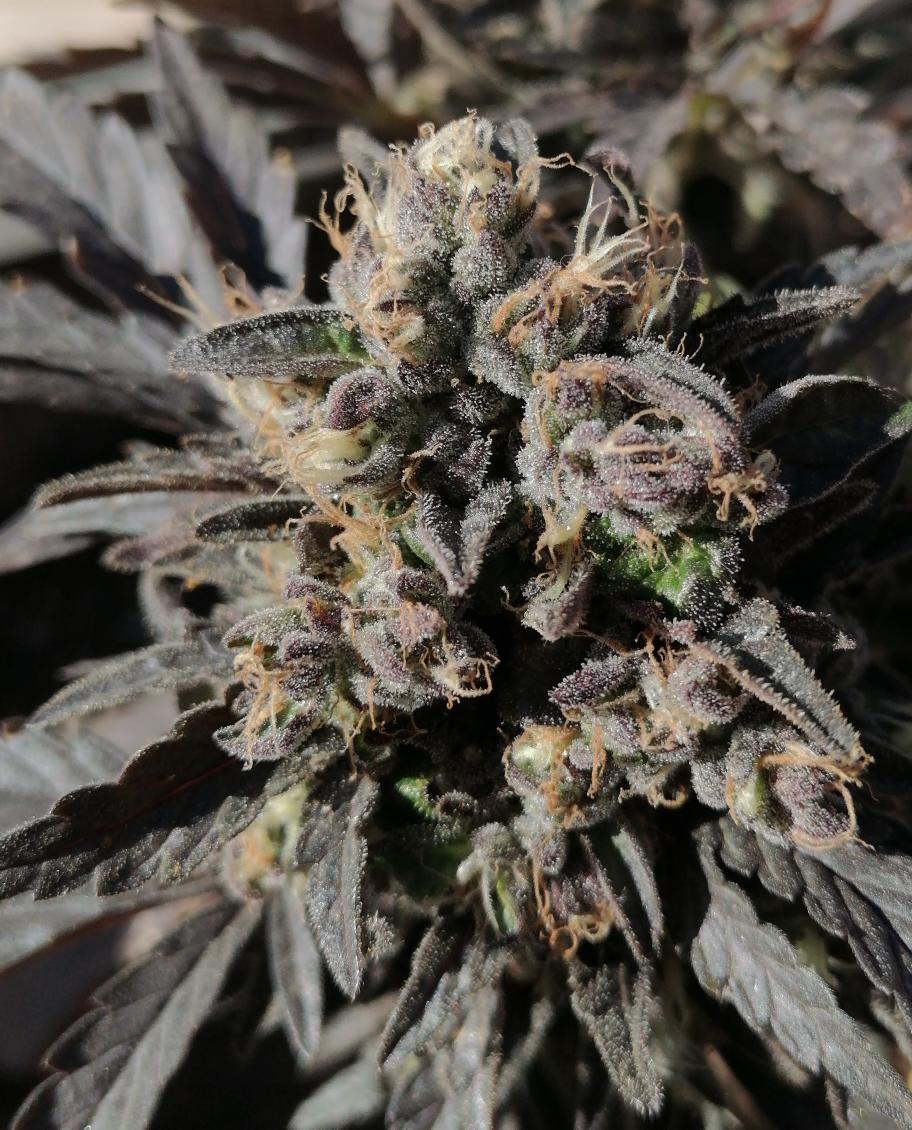 XavierNerjaLM's tweet photo. #WinterTHC #WinterCBD https://t.co/3Q0aPDkzpf
