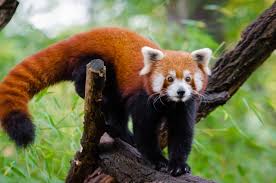 PandaMania_NFT's tweet photo. HAPPY FRIDAY!! #pandafam 
Believe you can and you're halfway there." - Theodore Roosevelt

RED PANDAS 🥰
Red pandas may be small, but their impact on our hearts is immeasurable. 🥰

Photo credit to Google 
#redpanda #redpandalover #redpandapic https://t.co/TE3RDWmVj3