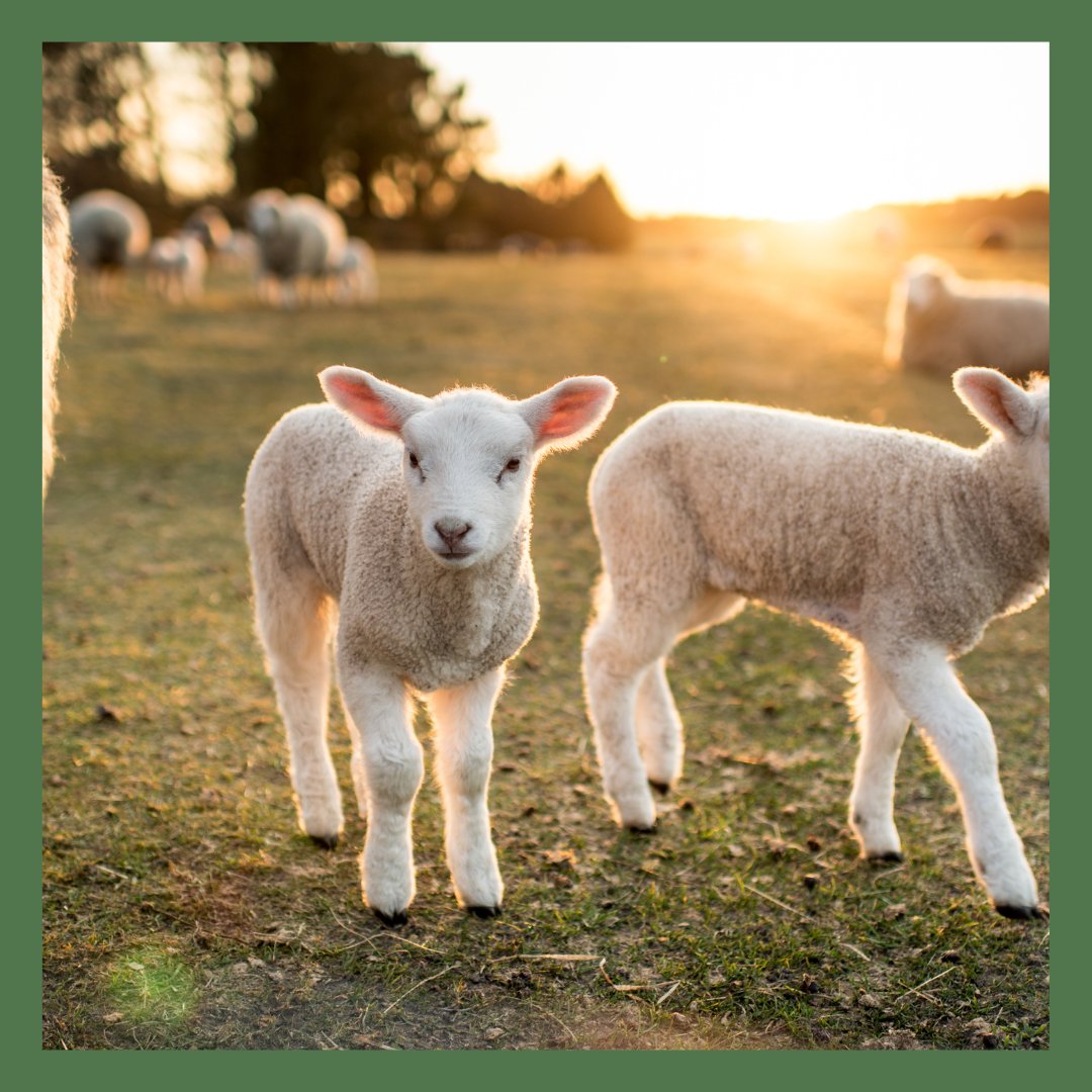 My favourite part of Spring is the sound of lambs bleating.
There are many sheep in Coniston and you’ll sometimes catch them being moved from field to field via the village (much to the entertainment of visitors and locals alike!).

What’s your favourite thing about Spring?
