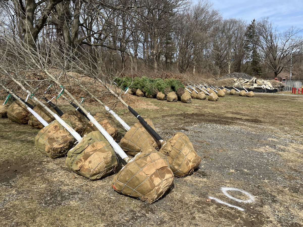 MarkVergari's tweet photo. Many new trees have been delivered at Tibbetts brook park in Yonkers as part of their major renovation. @WestchesterPark @westchestergov @lohud @CityofYonkers #lohud https://t.co/aYfkQX6fyV