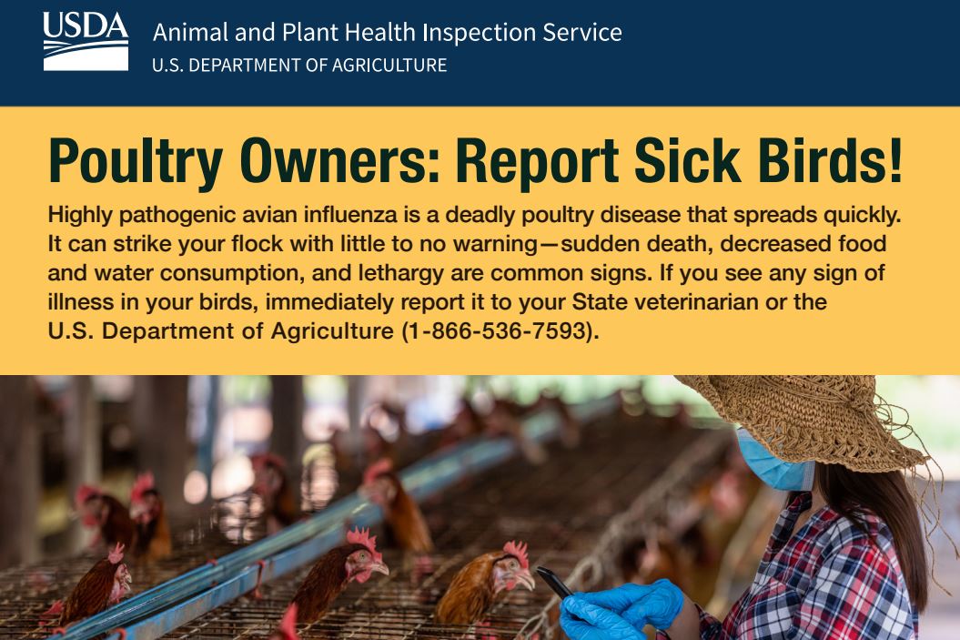 USDA_APHIS's tweet photo. Highly pathogenic avian influenza can strike your flock very quickly. Do you know what to do if your birds get sick? Report it to your veterinarian as soon as possible. Learn more about protecting your birds: https://t.co/XUApiTdOBv  
#BirdHealthAwarenessWeek #HPAI #FlockDefender https://t.co/q6EfSy5Cts