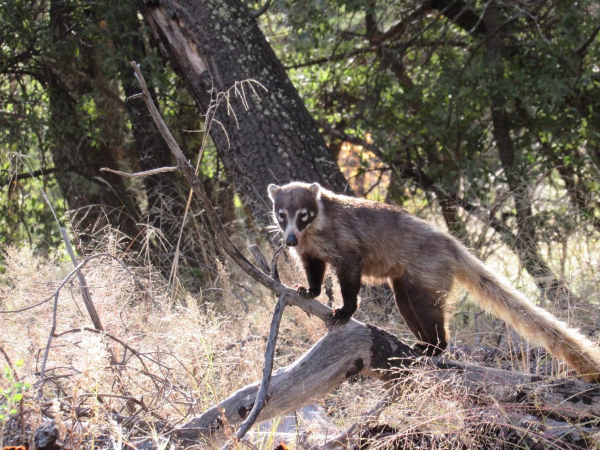 wnpa1938's tweet photo. WNPA board member John Koprowski’s work on wildlife conservation has taken him from Arizona to Nepal. In 2022, he was named the recipient of The @WildlifeSociety’s prestigious Aldo Leopold Memorial Award. https://t.co/tKViwFBhgI #wnpa1938 https://t.co/BIavXkNOsb