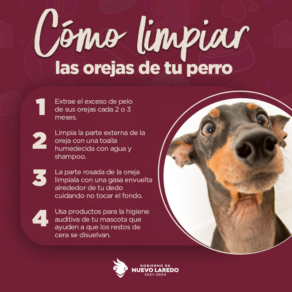 foojavx's tweet image. ¿Tu perro o gato sacude la cabeza constantemente o parece tener molestias en los oídos? 🐶🐱 ¡Es hora de limpiarlos!
 @Carmenliliacrv  #NuevoLaredo #Tamaulipas
