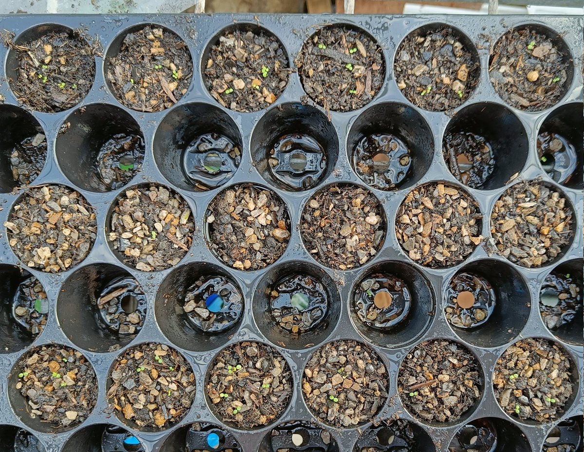 ButtStan's tweet photo. Do you even science if you don't take a photo with your plant children? 
.
#arabis #alpine #plant #biology #PhD https://t.co/MjYLj42uOd
