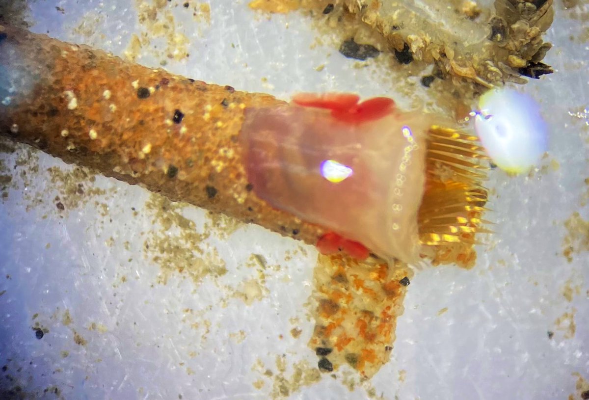 okerrybrown's tweet photo. Last day of boat week. One of the specimens we identified from our grab samples was a trumpet worm (Lagis koreni). These worms use tiny grains of sand and shell fragments to skilfully build these amazing intricate tubes @PlymUni #MarineBiology #PlymMBIO #MBO #OceanScience #Marine https://t.co/WlnCnvZB9J