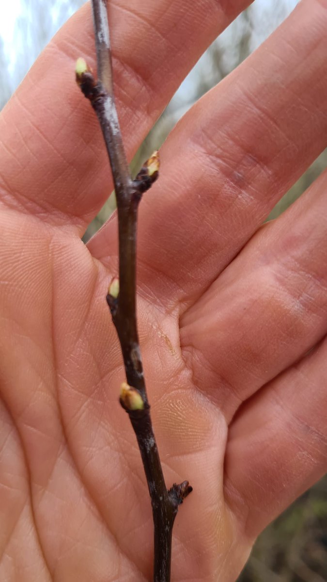 IrishTreeCentre's tweet image. Crataegus Monogyna - the #Hawthorn tree

Native to Ireland
Potted plants of 2.5m+ high ready to go 

Simply plant for really great hedging, also nice to mix with holly and beech for extra texture to your garden. 
#bees love them #biodiversity

Call 0868495993 to order