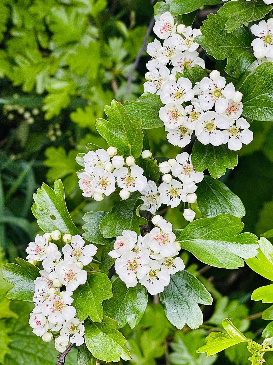 IrishTreeCentre's tweet image. Crataegus Monogyna - the #Hawthorn tree

Native to Ireland
Potted plants of 2.5m+ high ready to go 

Simply plant for really great hedging, also nice to mix with holly and beech for extra texture to your garden. 
#bees love them #biodiversity

Call 0868495993 to order