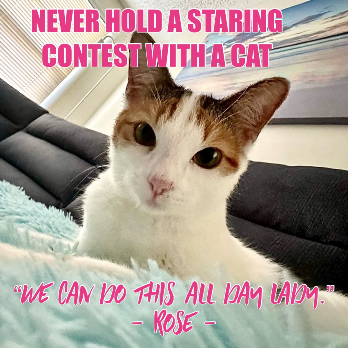JessicaDrown's tweet image. Rose has remarkable endurance 🤣 

#staringcontest #stopstaring #staring #staringatyou #staringcat #catmemes #catlover #catlife #cat #ilovemycat #catlovers #instacat #catlove #catoftheday #catphoto #sillycat #funnycat #calicocat #calico #catmodel #catmom #catmeme CATS ARE COOL!😍