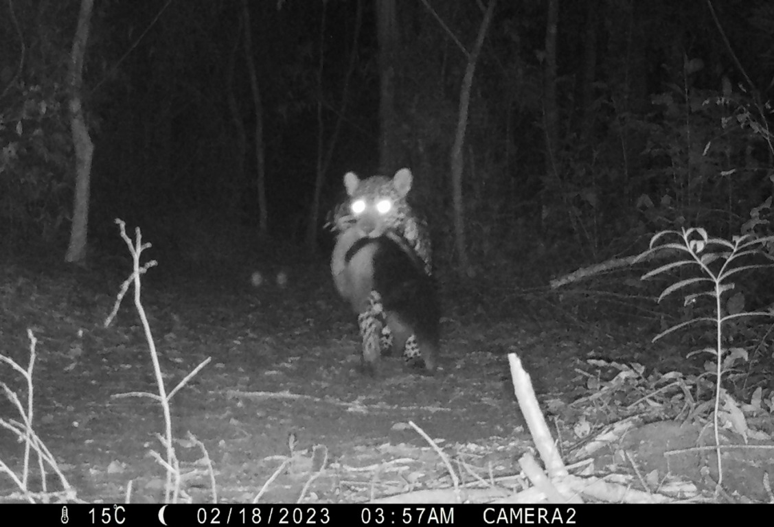 #DíaInternacionaldelaVidaSilvestre #Conservación #BosqueAtlántico #PenínsulaAndresito #Misiones 
Una foto con historia | En la nueva reserva privada en Península Andresito logran el primer registro del país de un yaguareté predando sobre un oso melero argentinaforestal.com/2023/03/03/log…