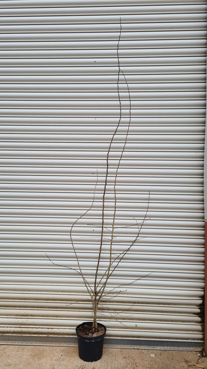 IrishTreeCentre's tweet image. Crataegus Monogyna - the #Hawthorn tree

Native to Ireland
Potted plants of 2.5m+ high ready to go 

Simply plant for really great hedging, also nice to mix with holly and beech for extra texture to your garden. 
#bees love them #biodiversity

Call 0868495993 to order