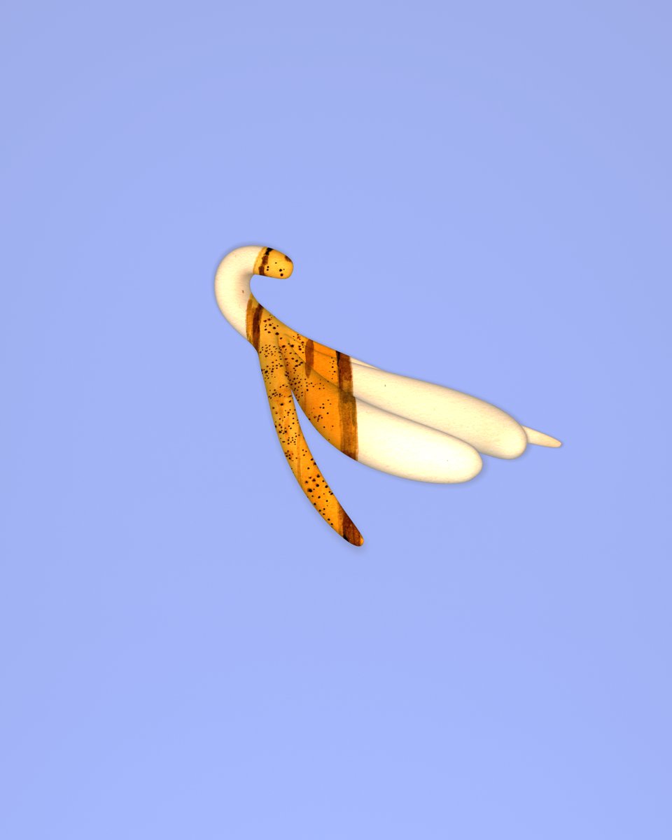 clitoscope's tweet photo. Clitoris ioleuca https://t.co/IKl7r28smW
