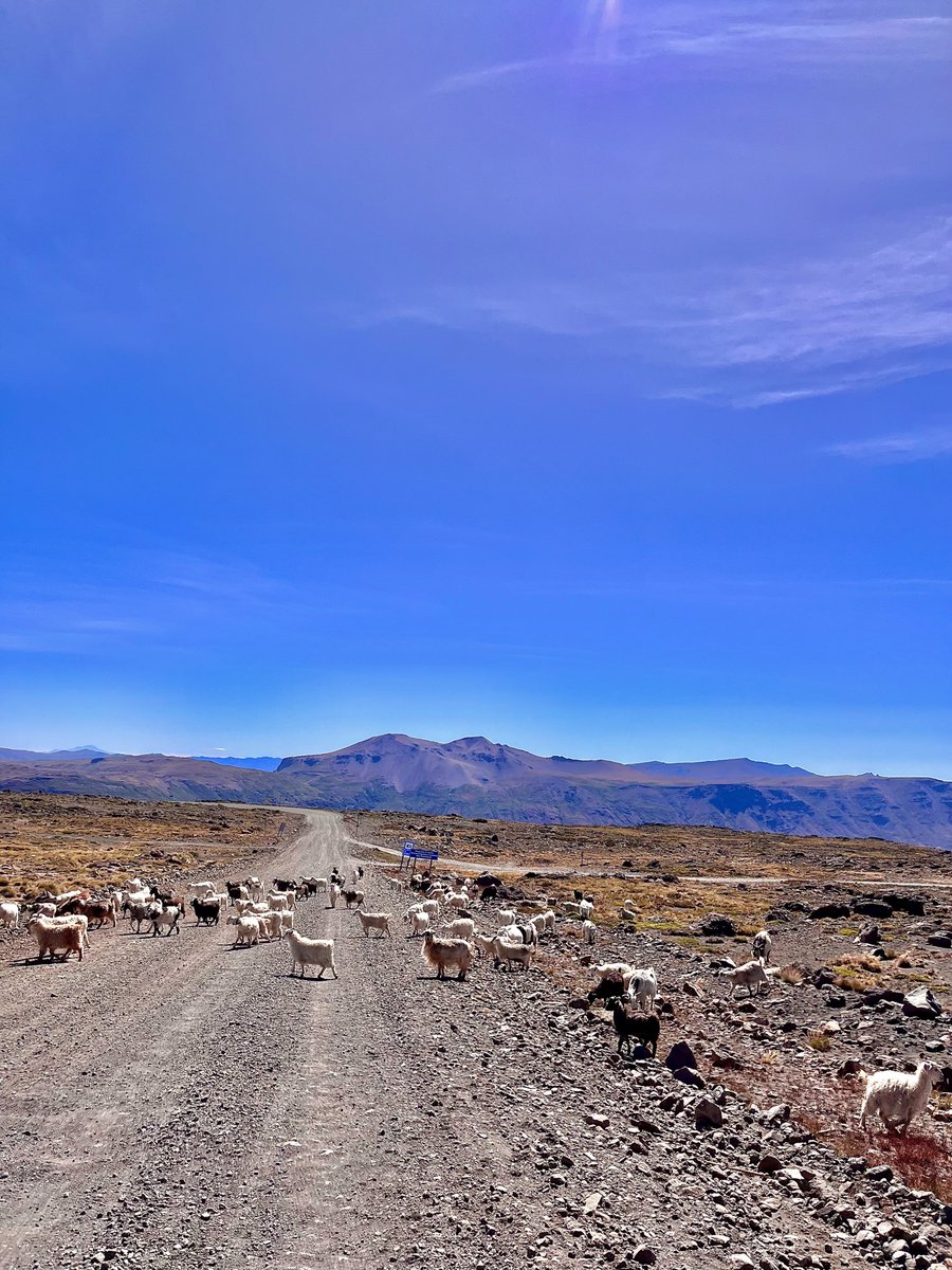 neuquentur's tweet photo. 🚗Si andás por las rutas del #NorteNeuquino y te cruzas con un piño de chivos, te pedimos que frenes tu marcha, los dejes pasar y disfrutes de ése hermoso momento! 🐑🐑
#OperativoTrashumancia👉🏼 Prestá atención y transitá con precaución. https://t.co/afVrnN1Bc1