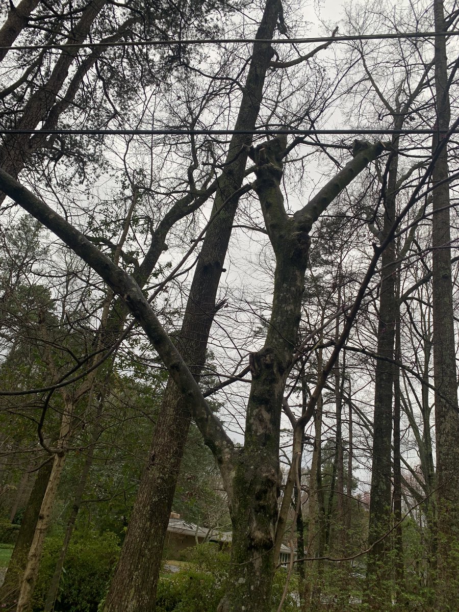 Linda Steber tweet media