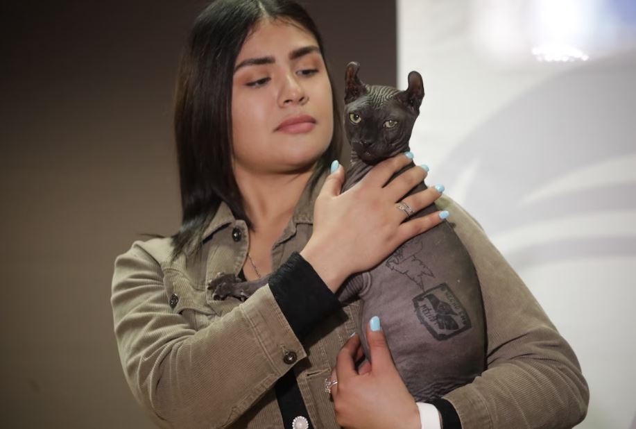 Will 🇺🇦 Absolute Shower on Twitter "I *do* like the tattooed cat"