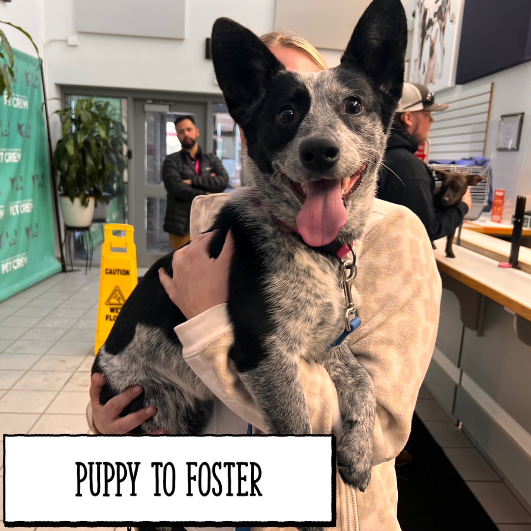 SLCoAnimals's tweet image. Foster a Puppy for a week or 2 until they can be placed up for adoption @SLCoAnimals Email fosters@slco.org #adoptutahpets #slco #fridaymorning