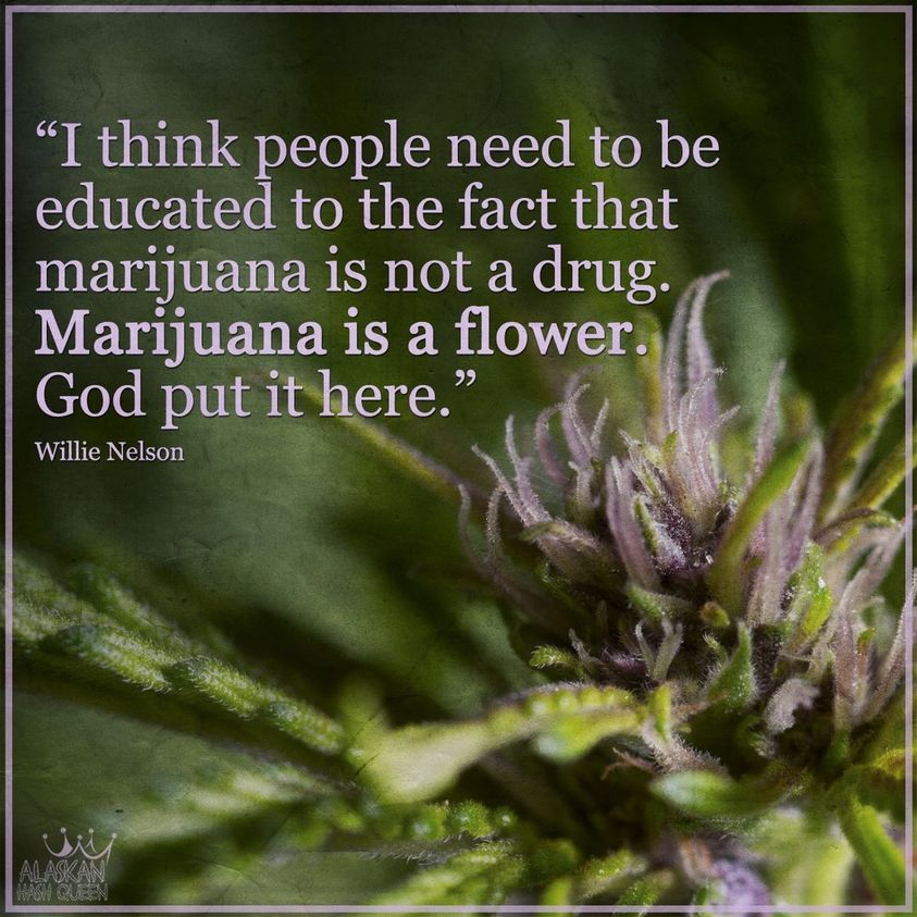 FilippoLicari4's tweet photo. It's a flower NOT A FCKIN DRUG
#NotADrug https://t.co/CxQ5qAIDy3