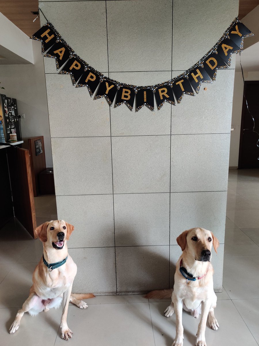 gsukhwani's tweet photo. @dog_rates This is Ziggy and his big brother Loki..we adopted him almost a year back and it's been the most amazing and love filled time, not only for us but for Loki as well! https://t.co/y2vqdm9NvD
