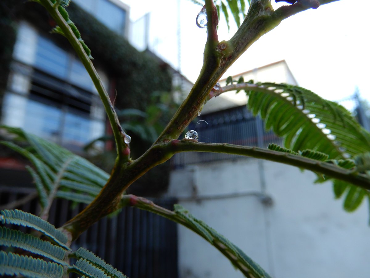 AntonioRloon's tweet photo. #Nectarios #extraflorales (#extrafloral #nectaries) de #Leucaena esculenta (guaje rojo). https://t.co/kjcU8oapy9