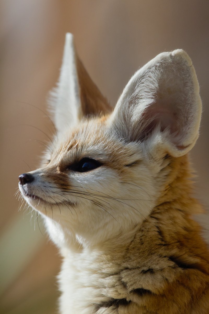 Fennec Every Hour! (@fenneceveryhr) on Twitter photo 