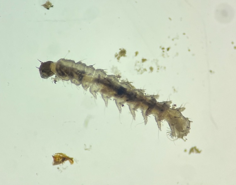 Illinois RiverWatch tweet media