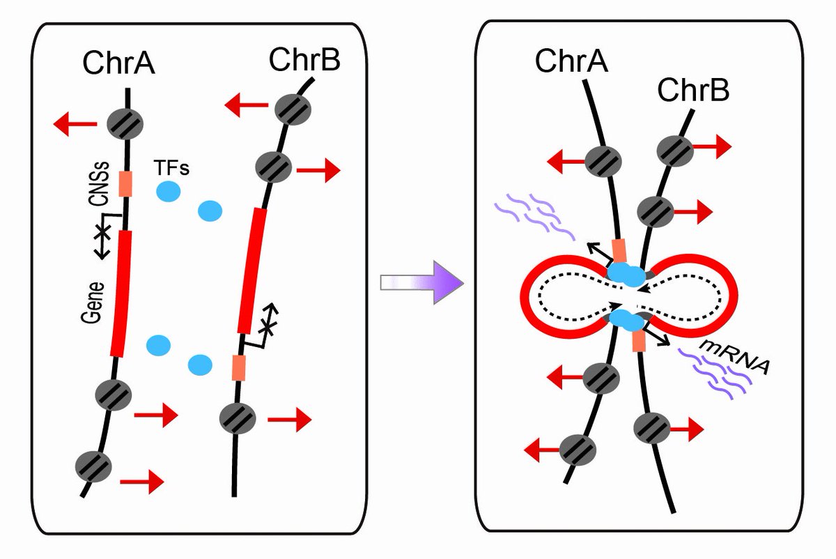 JIPBio's tweet image. Weekend plans? How about some #OpenAccess #PlantScience?✅🔓⬇️
Read on to learn how Zhang et al. determined that conserved #noncoding sequences correlate with distant #gene contacts!
doi.org/10.1111/jipb.1… @wileyplantsci #Arabidopsis #Brassica #TranscriptionFactor #tf #histone