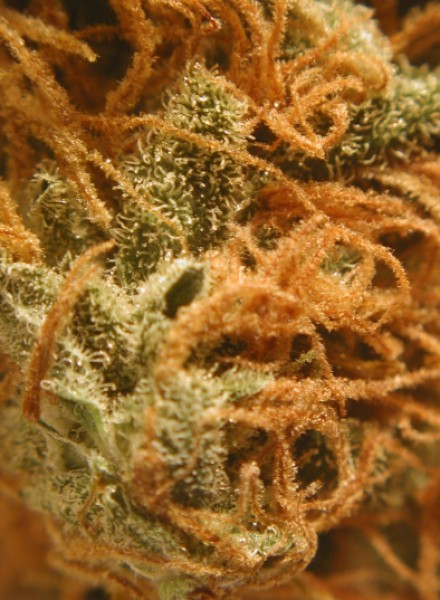 NugDatabase's tweet photo. #Strain of the day: #BCCheese 🧀🐭
#Backcrossed from #Skunk 🐾, this #UK hit made its #Canada 🇨🇦 debut with a #Pungent #Cheese #Flavor that is unmistakable!
https://t.co/Niyudm0m7K
#CannabisCulture #WeedLovers #StonerFam #StrainOfTheDay
🔥🌲😎💨 https://t.co/RGVlaclfPD