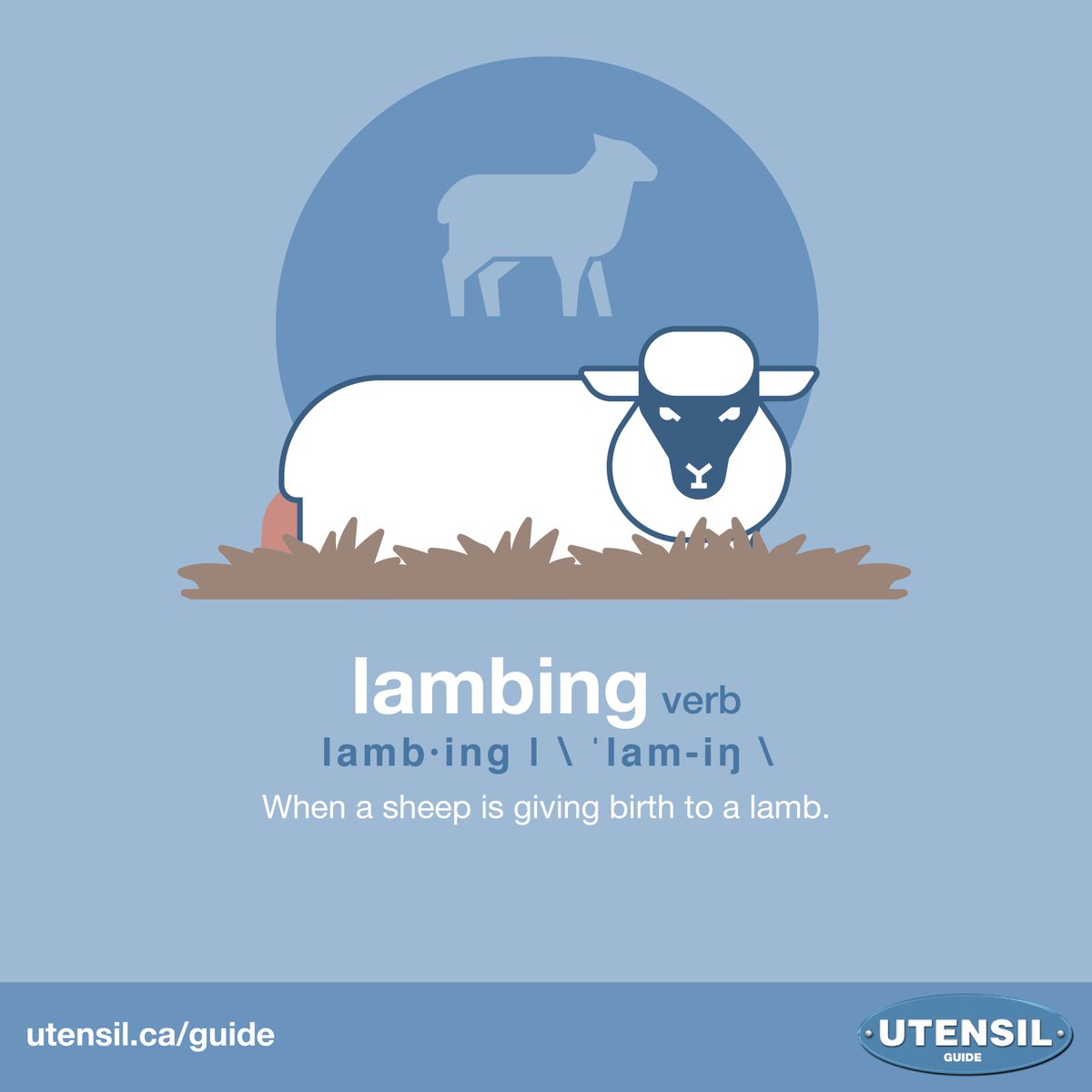 LAMBING (verb) When a sheep is giving birth to a lamb. #UtensilGuide #CdnAg #CdnFood Learn more food & farming terms at: utensil.ca/guide