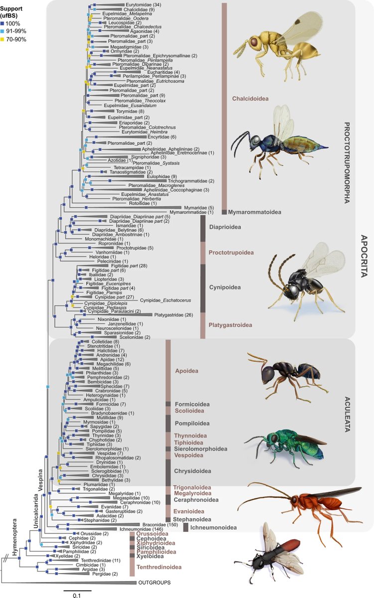 Agricultural Research Service (@usda_ars) on Twitter photo The USDA and @Smithsonian produced a comprehensive family tree of ants, bees & wasps. Research revealed that evolution was driven by a return to plant feeding & other features like stingers played less of a role. Specimens used from <a href="/NMNH/">Smithsonian NMNH</a> insect collection, some over 100 yrs old! The USDA and @Smithsonian produced a comprehensive family tree of ants, bees & wasps. Research revealed that evolution was driven by a return to plant feeding & other features like stingers played less of a role. Specimens used from <a href="/NMNH/">Smithsonian NMNH</a> insect collection, some over 100 yrs old!