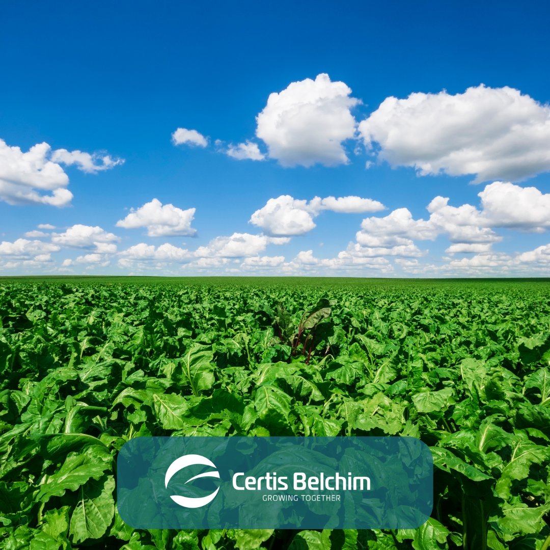 certis_belchim's tweet photo. Virus yellows infection in sugar beet is forecasted to be above the 63% threshold in 2023, triggering emergency use of Cruiser SB treated seed. This could impact on how foliar insecticides like #InSyst and #Teppeki are used. Read BBRO’s latest advice here: https://t.co/WughLve8W1 https://t.co/xKgf0m5a4K