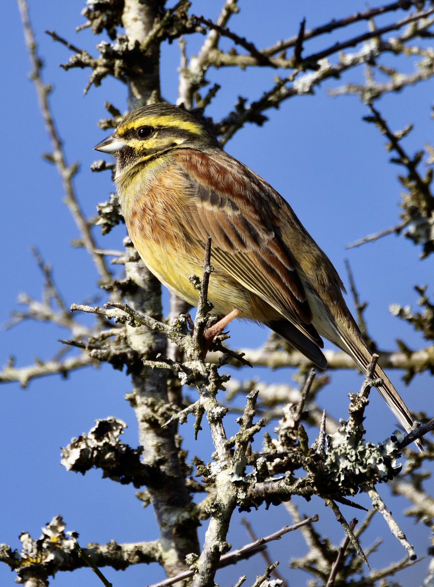 Steve Sanderson (@stevesando1) on Twitter photo Great to see Cirl bunting on the north Cornish coast.
<a href="/CBWPS1/">Cornwall Birds</a> <a href="/Britnatureguide/">The British Nature Guide</a> #BirdsOfTwitter #birdwatching #birdphotography #birds #TwitterNatureCommunity #NaturePhotography Great to see Cirl bunting on the north Cornish coast.
<a href="/CBWPS1/">Cornwall Birds</a> <a href="/Britnatureguide/">The British Nature Guide</a> #BirdsOfTwitter #birdwatching #birdphotography #birds #TwitterNatureCommunity #NaturePhotography