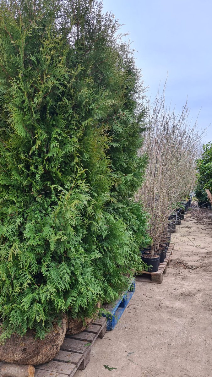 IrishTreeCentre's tweet image. NEW - Thuja occ. &apos;Brabant&apos;
Beautiful &amp;amp; bushy with strong rootballs at 2.5 - 3m high.
Thuja are fast-growing mininal maintenance evergreen trees  with flat sprays of tiny, aromatic, scale-like leaves and small knobbly cones.

Max height of 6 - 8m 
Call Peadar 0868495993 to order