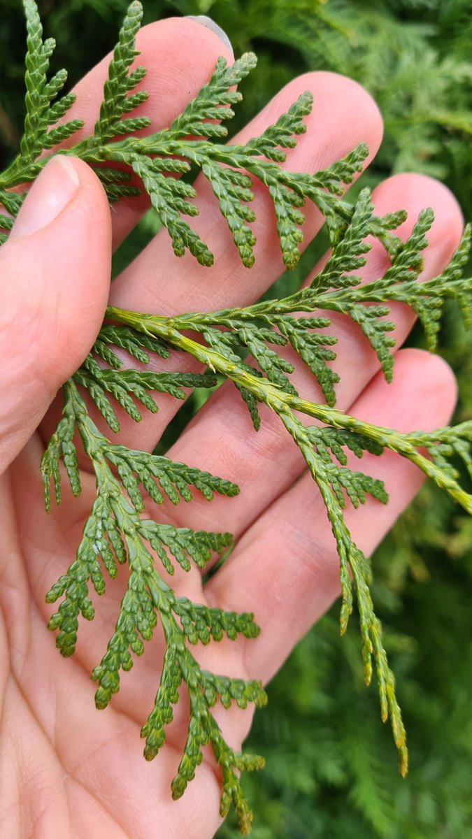 IrishTreeCentre's tweet image. NEW - Thuja occ. &apos;Brabant&apos;
Beautiful &amp;amp; bushy with strong rootballs at 2.5 - 3m high.
Thuja are fast-growing mininal maintenance evergreen trees  with flat sprays of tiny, aromatic, scale-like leaves and small knobbly cones.

Max height of 6 - 8m 
Call Peadar 0868495993 to order