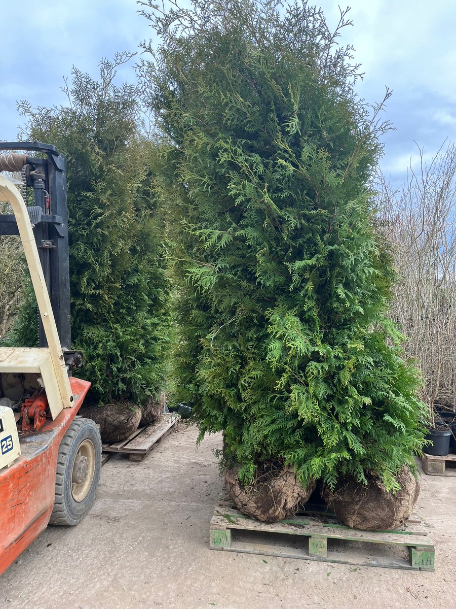 IrishTreeCentre's tweet image. NEW - Thuja occ. &apos;Brabant&apos;
Beautiful &amp;amp; bushy with strong rootballs at 2.5 - 3m high.
Thuja are fast-growing mininal maintenance evergreen trees  with flat sprays of tiny, aromatic, scale-like leaves and small knobbly cones.

Max height of 6 - 8m 
Call Peadar 0868495993 to order