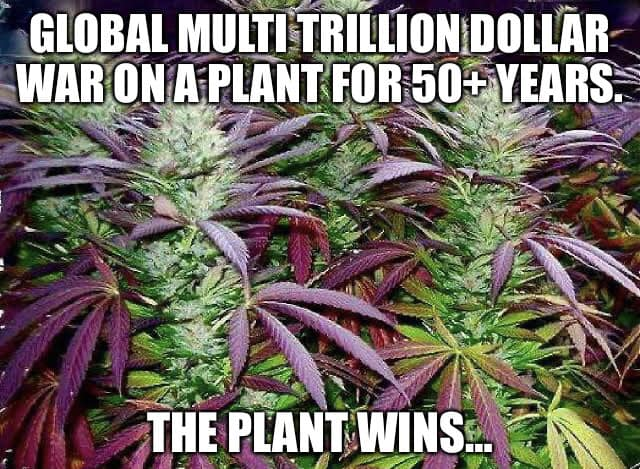 CannaWorld4's tweet photo. #NP4P https://t.co/DsuN4anZC0