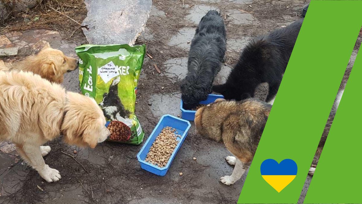We recently donated over half a million trays of surplus pet food to animal shelters in Ukraine with the help of our Finance Manager, Ana. Ana is part of the Hull4Ukraine committee doing some incredible work 💙
Read more: bit.ly/3mseUTq
Support 👉 hull4ukraine.org