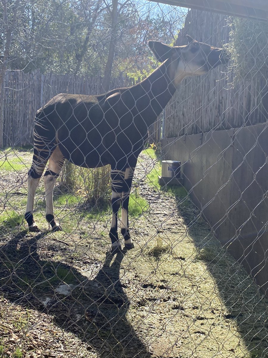 When you take 149 kindergarteners to the zoo and get to see an Okapi #kinderlife #lavillitaleopards #cfbproud <a href="/CFBISD/">Carrollton-Farmers Branch ISD</a> <a href="/LaVillitaElem/">La Villita Elementary School</a>