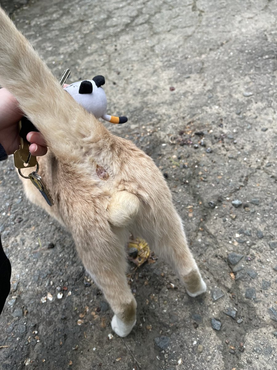 Friends of Bear Cat Rescue tweet media