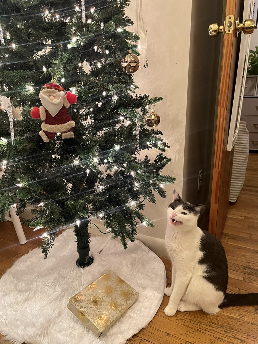 cas1ynch's tweet photo. @mischiefanimals https://t.co/Rphx6S2MnS