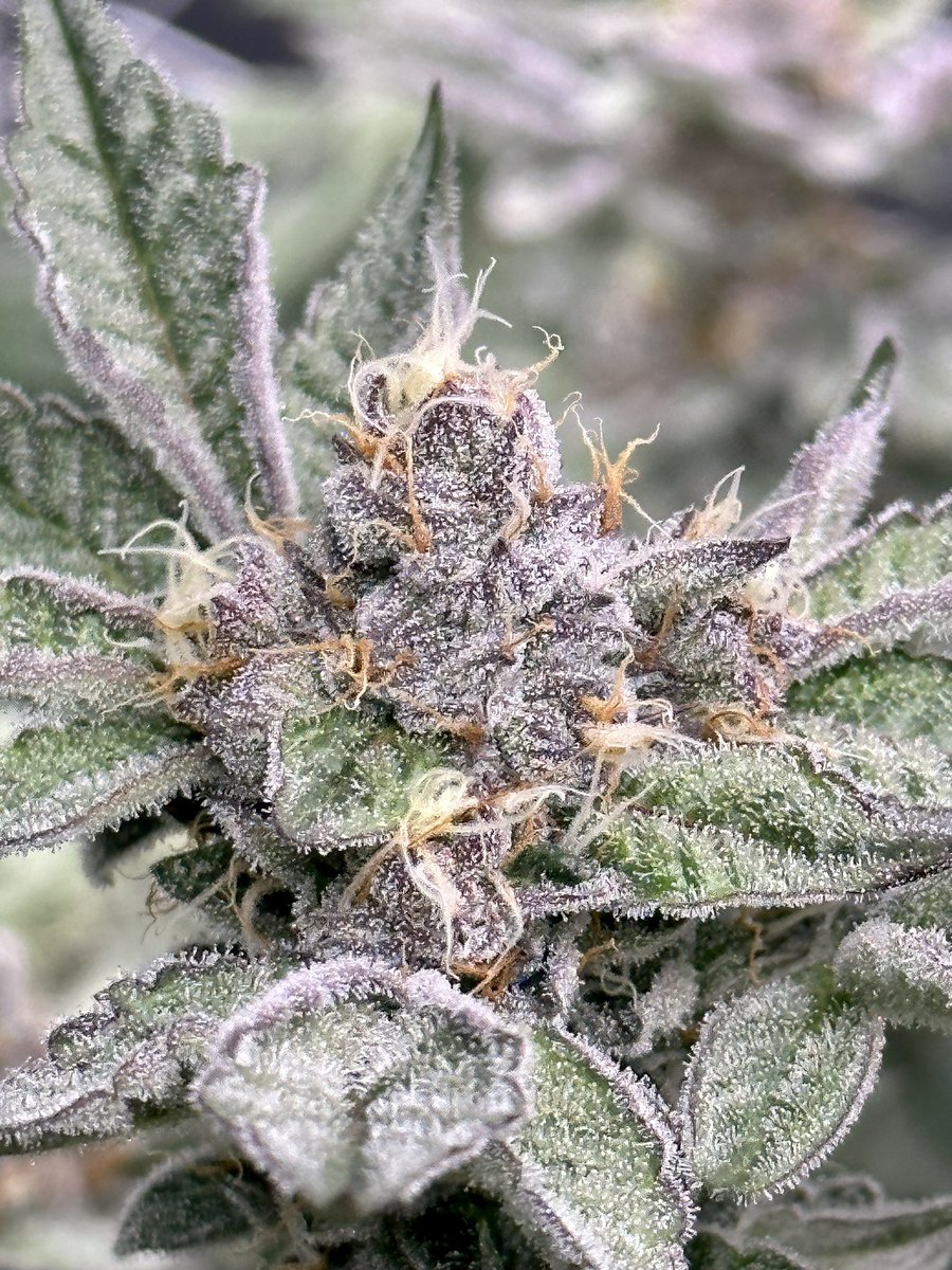 kushfruit's tweet photo. Day 43 of flower {Trop Cherry Gas} by Relentless Genetics.         #CannabisCommunity #homegrown https://t.co/5gqKOWBR9p