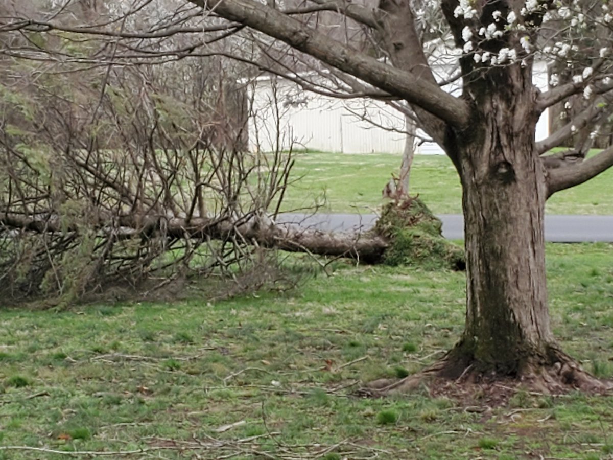 JMRamsey4UK's tweet photo. @KevinHarned @WAVE3Weather 
 In Cox's Creek, 2 trees blown over in the front yard!

#straightlinewinds
#wave3weather https://t.co/2O1bc4kjRk