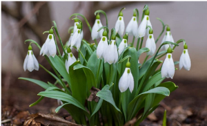 LWVRadnor's tweet photo. March With the League - https://t.co/Zku072UFdU https://t.co/jtwoBe57wN