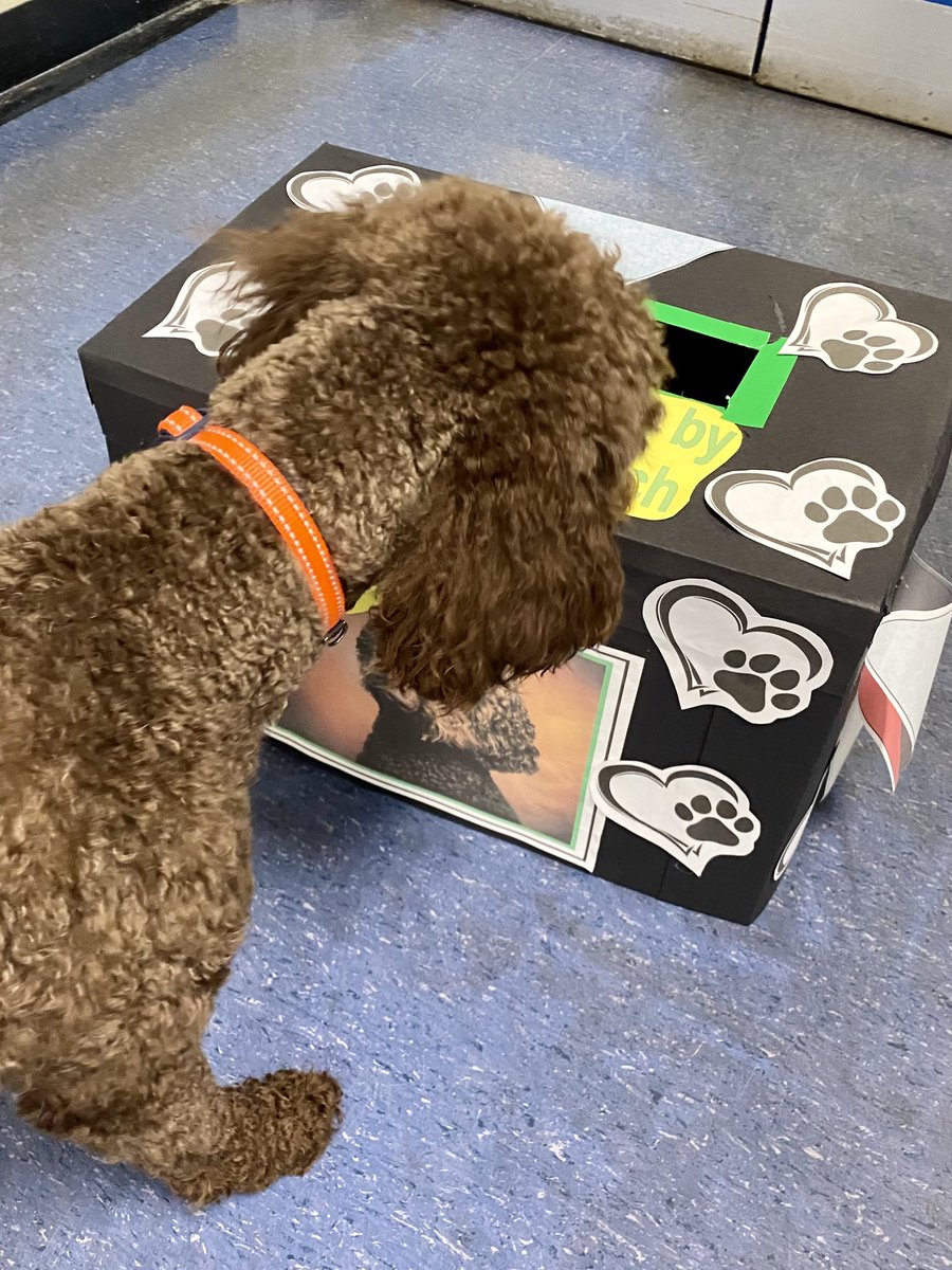 Entries are in for the bandana competition! I can’t wait to see the designs that have been created for me next week! T🐾 #schooldog