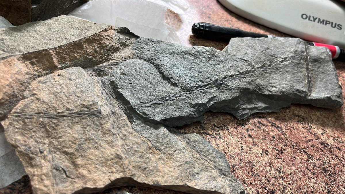 Great time unpacking material collected 5 years in Argentina! <a href="/UNCordoba/">UniversidaddeCórdoba</a> #cicterra #uliege #rbins #eddylab