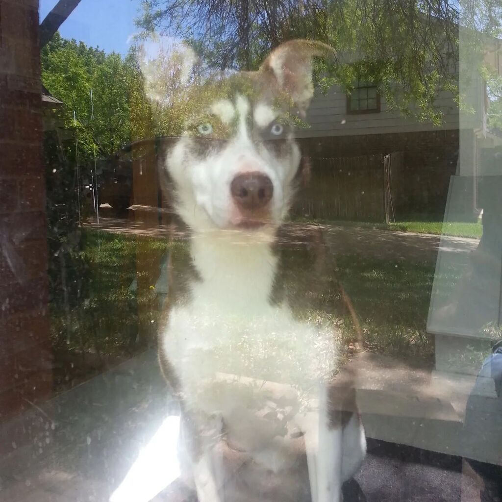 In 2009 I saw her outside the bar and all I wanted to do was keep her from getting hit by a car. Now here I am having to dig a hole. Goodbye Echo, you were a good muttly. instagr.am/p/CpV0a6Avanq/