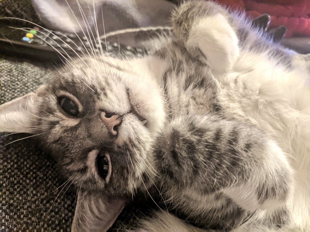 kittycatsonata1's tweet photo. ❤️🐱
So cozy! https://t.co/KTdKrbp7aO